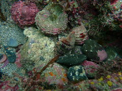Ranella australasia