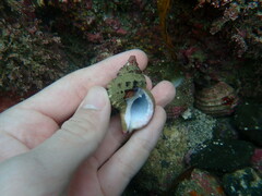 Ranella australasia