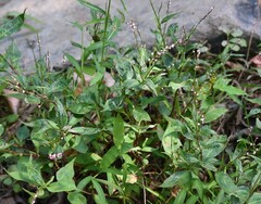 Persicaria
