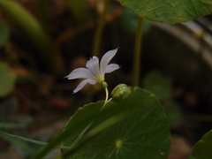 Sisyrinchium scabrum