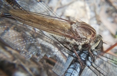 Proctacanthus longus