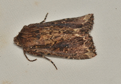 Dasygaster ligniplena