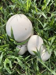 Lycoperdaceae
