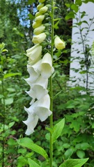 Digitalis purpurea