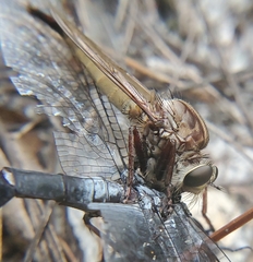 Proctacanthus longus