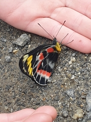 Delias harpalyce