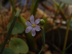 Sisyrinchium scabrum