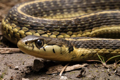 Thamnophis errans