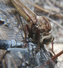 Proctacanthus longus