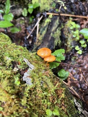 Pluteus chrysophlebius