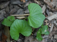 Viola