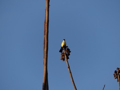 Tyrannus niveigularis