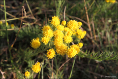 Galatella linosyris
