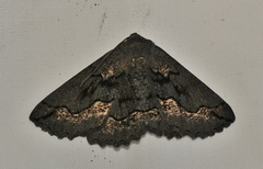 Melanodes anthracitaria