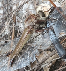 Proctacanthus longus