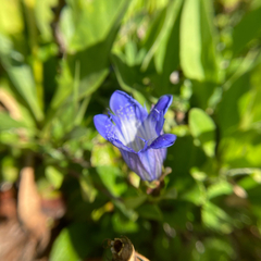 Gentiana calycosa