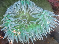 Anthopleura xanthogrammica