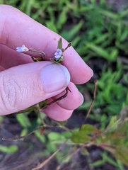 Epilobium coloratum