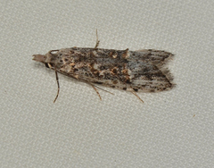 Scoparia ithyntis