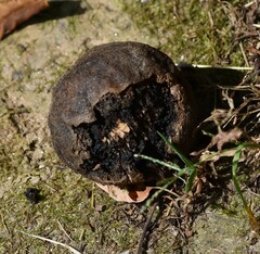 Juglans nigra