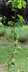 Euonymus fortunei