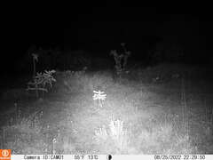 Lagomorpha
