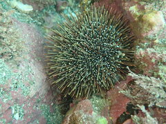 Evechinus chloroticus