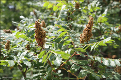 Rhus coriaria