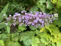 Buddleja