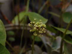 Hydrocotyle verticillata