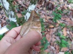 Archaeoprepona demophon