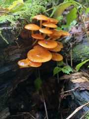 Pluteus chrysophlebius