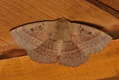 Anthela rufifascia