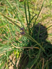 Schoenoplectus pungens