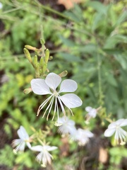 Oenothera lindheimeri