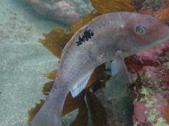 Notolabrus celidotus