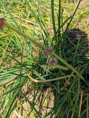 Schoenoplectus pungens