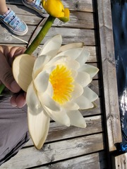 Nuphar lutea