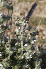 Salvia aethiopis