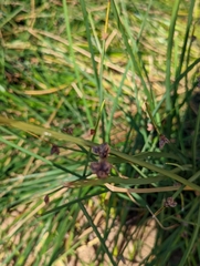 Schoenoplectus pungens