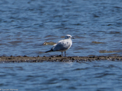Chroicocephalus serranus