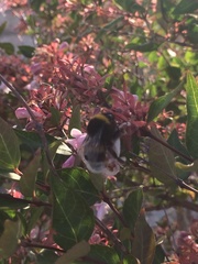 Bombus terrestris