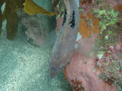 Notolabrus celidotus