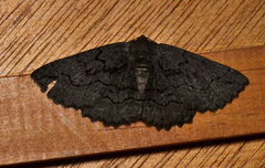 Melanodes anthracitaria