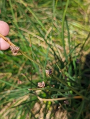 Schoenoplectus pungens
