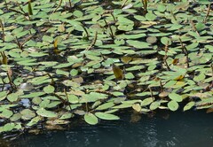 Potamogeton epihydrus