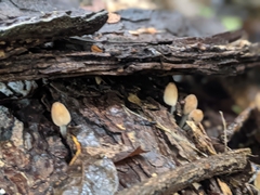 Coprinellus micaceus