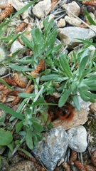 Dasyscolia ciliata