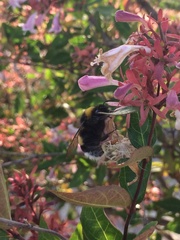 Bombus terrestris