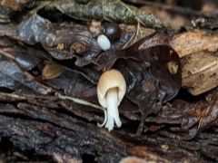 Coprinellus micaceus